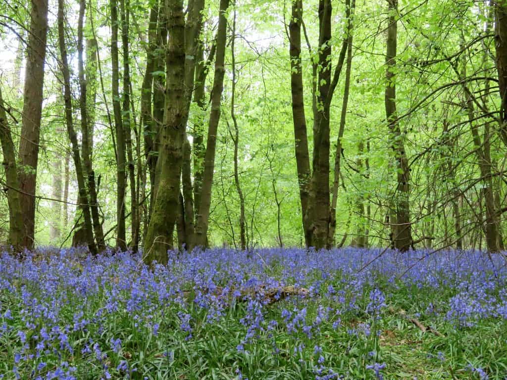 woodland walks near oxford