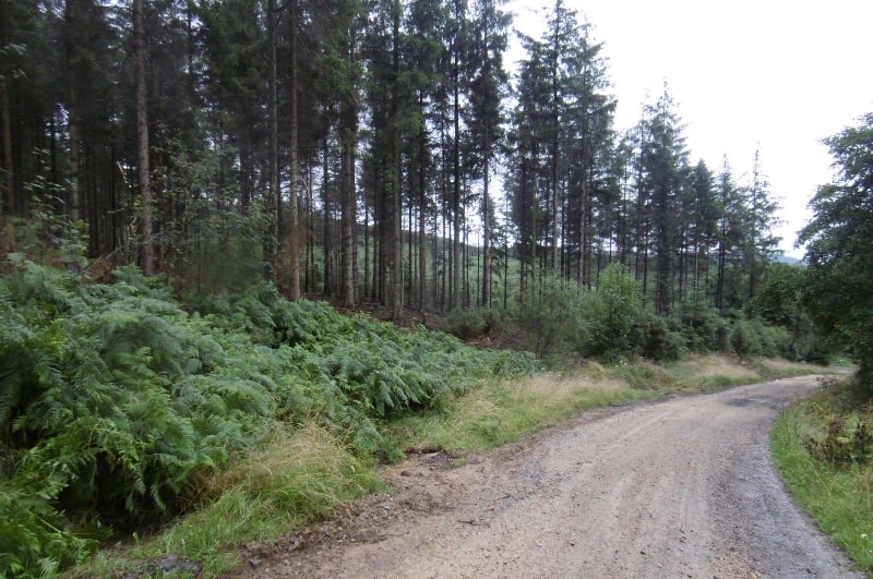 woodland walks in yorkshire