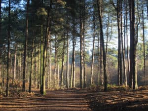 woodland walks near liverpool