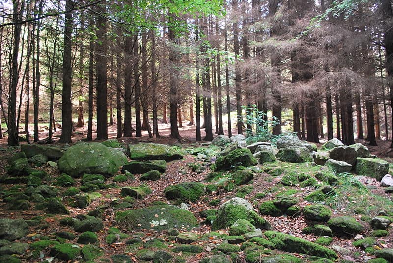 woodland walks near dublin