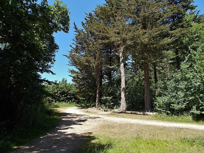 Parkhurst Forest