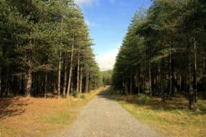 anglesey forest walks