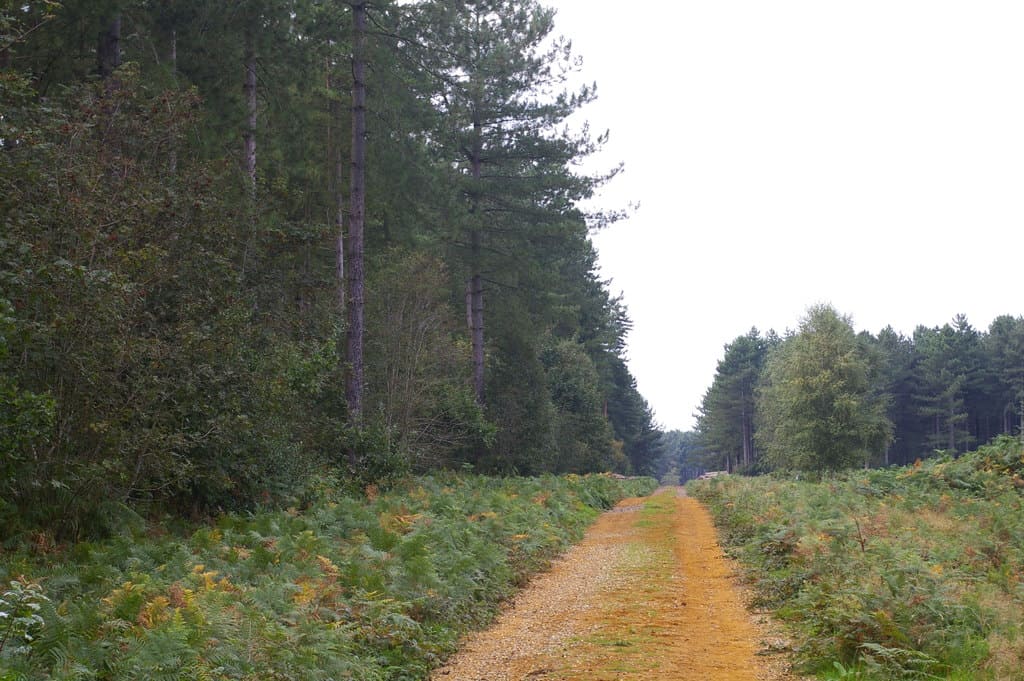 norfolk forest walks